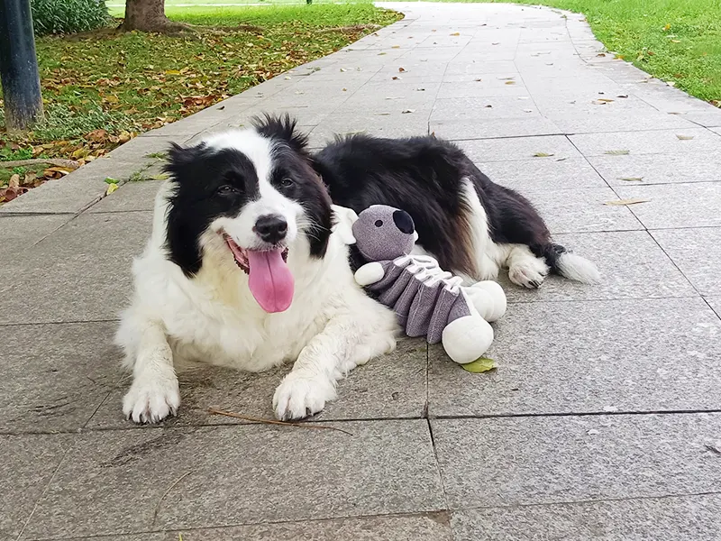 Why dog love stuffed animal?