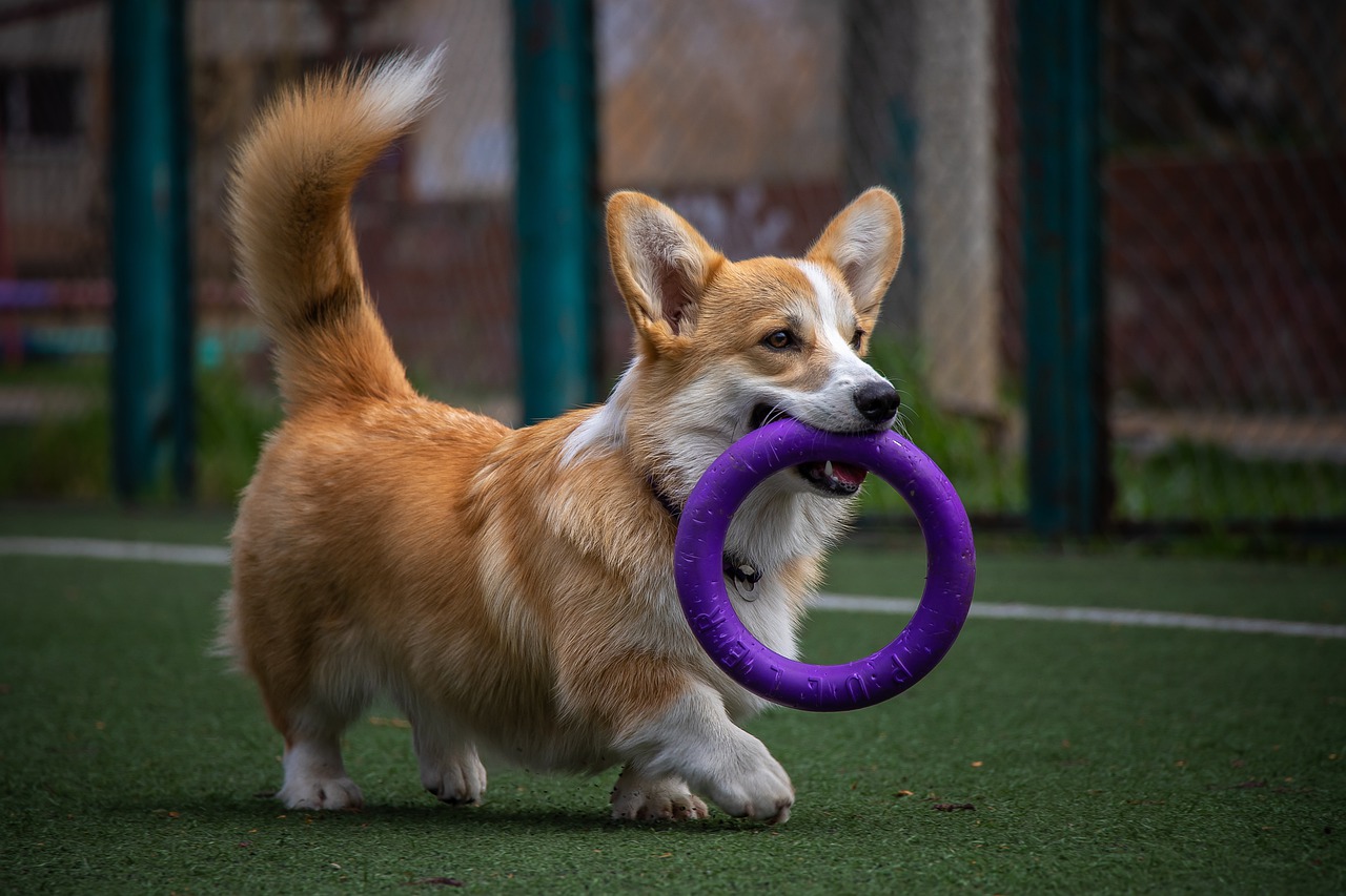 Happy dog toys！ Happy healthy life！