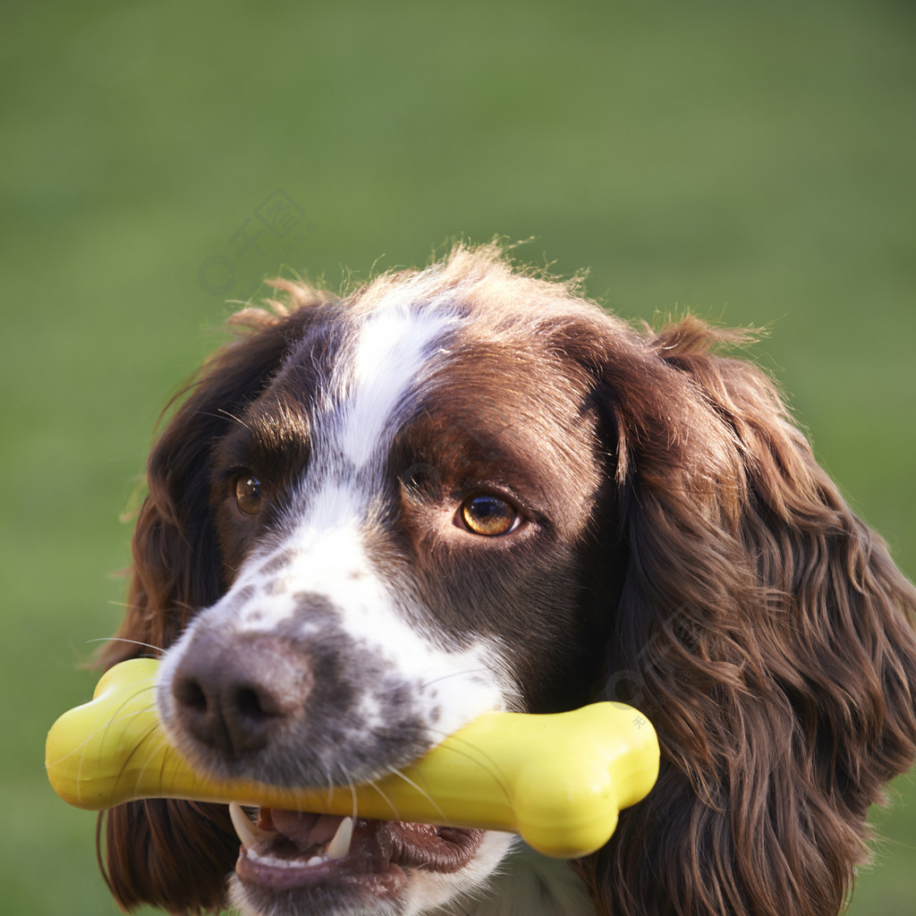 A good companion to play outdoors with your dog.