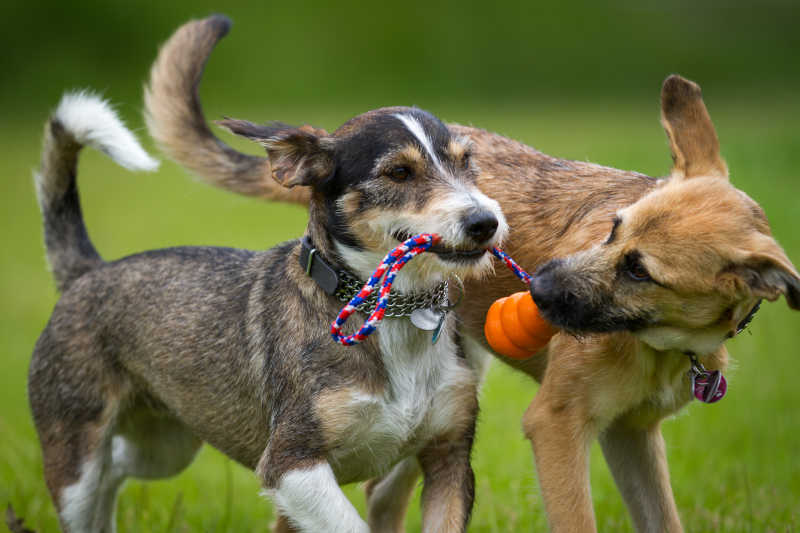 Soul Connection Between Pets Toys and Pet