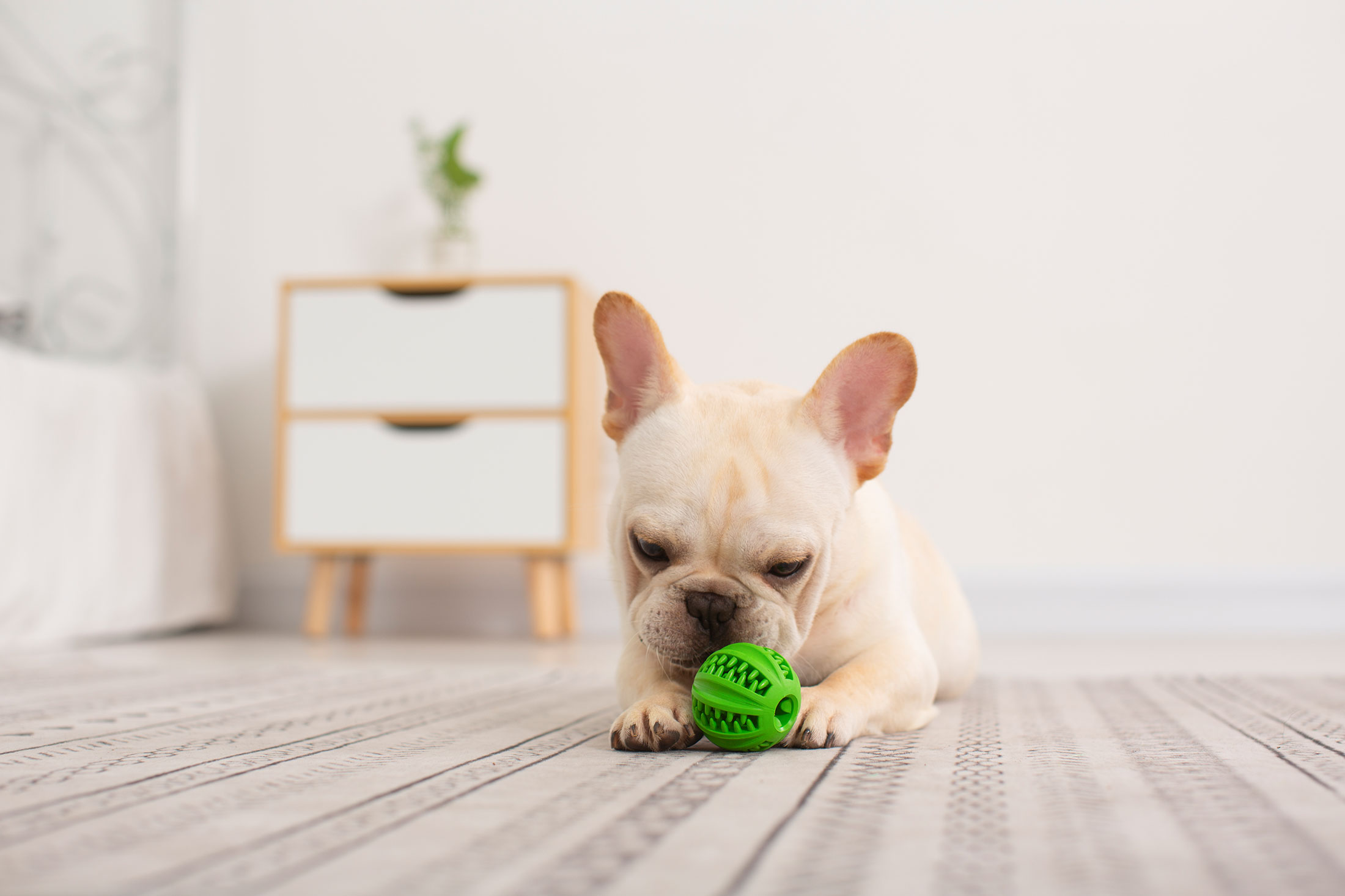 Create a rubber toys playland for pets